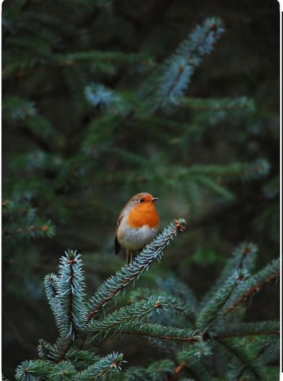 Woudthuisje Laag-Soeren ภายนอก รูปภาพ